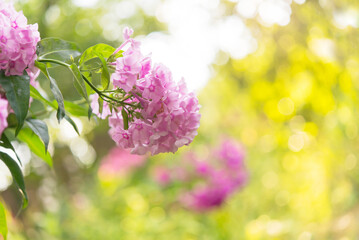 Obraz na płótnie Canvas Garden phlox (Phlox paniculata), vivid summer flowers. Blooming branches of phlox in the garden on a sunny day. Soft blurred selective focus. 