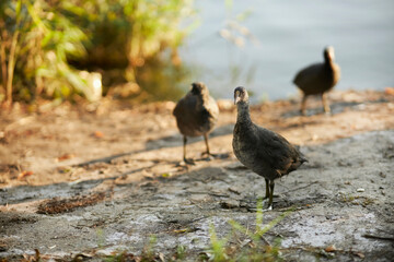 several Fulica atra ducks walk on the lake shore at sunset. Fulica atra ducks on the lake