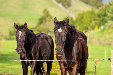 Fototapeta premium Horses standing together on pasture, with electric fence, outdoors farm animals.