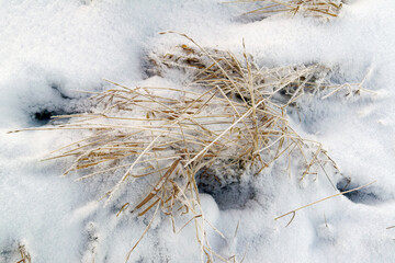 Dry yellow grass covered with ice snow crystals cold frosty background close-up.