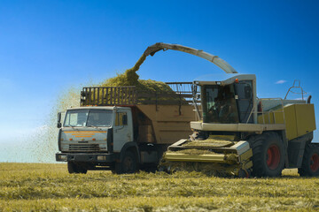 Harvesting grass flour in the field. The forage harvester grinds the mown plants and dumps the...
