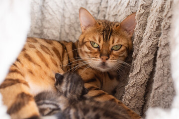 portrait of a cat with kittens