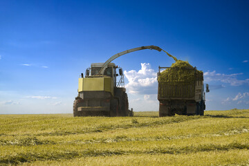 The season of harvesting green fodder for cattle. In the field, a forage harvester grinds the mown...