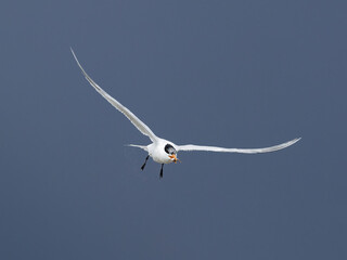 Royal Tern comes in for a landing with a minnow on at Jekyll Island South Beach