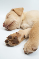 Paws of sleeping labrador puppy