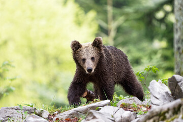 Obraz premium Braunbär