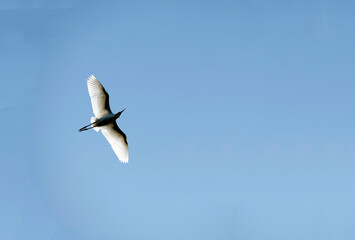 Cattle Egret (Bubulcus ibis)