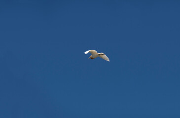 Cattle Egret (Bubulcus ibis)