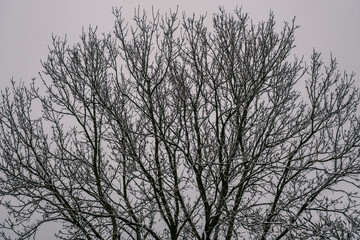 Trees In Winter With Snow And No Leaves