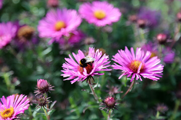 Fototapeta premium Bee on a New England Aster flower, Derbyshire England 