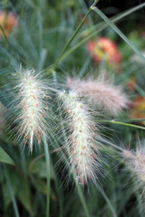 Feathertop grass flowers, Derbyshire England
