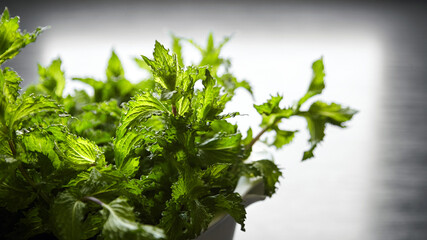 Fresh mint herb leaves, closeup. Green mint bunch on blurred background. Cooking food with fresh mint ingredient