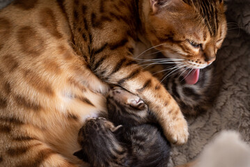 portrait of a cat licking there kittens