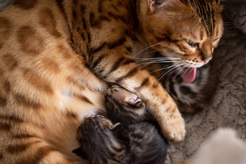 Naklejka premium portrait of a cat licking there kittens