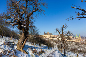 Snowy Prague City with gothic Castle from Hill Petrin in the sunny Day, Czech republic