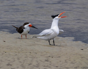 Black Skimmer listens to Royal Tern