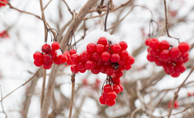 Snow-covered red viburnum berries on useful for the body on a frosty winter day