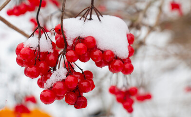 Snow-covered red viburnum berries on useful for the body on a frosty winter day