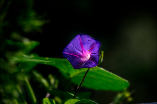 Blue Vine Flower Glowing