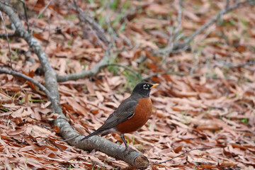 robin on a branch