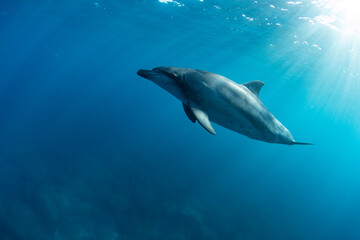 wild dolphin