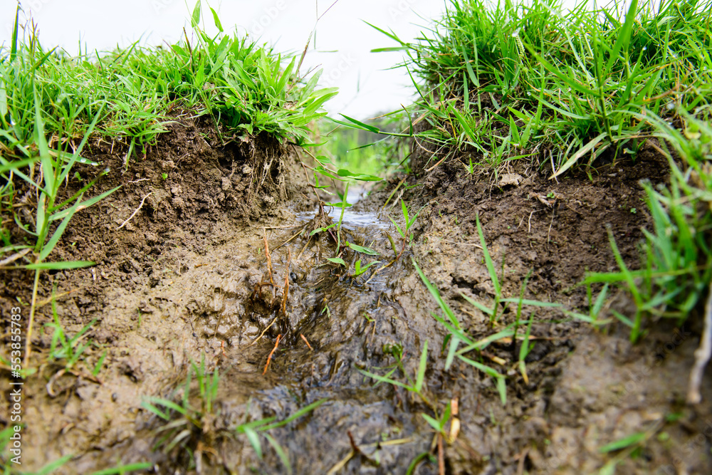 Poster Waterway in the rice fields