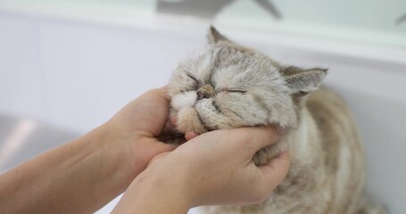 The cat enjoys the caresses of the veterinarian. The cute cat put her head in the doctor's hands and closed her eyes demonstrating her trust and sense of security.