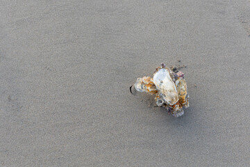 砂浜の貝殻「コピースペース」