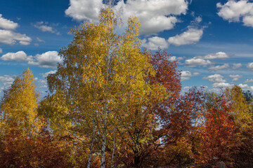 autumn forest trees against white clouds
