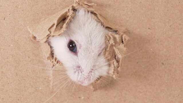 a small Dzungar hamster gnawed a hole in a cardboard box. 