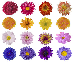 Beautiful collage of flowers on a white background