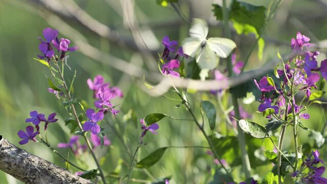 White butterfly on purple flowers  close up south of France spring