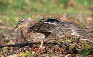 Naklejka na ściany i meble A small female brown duck stands on a green meadow in autumn. the duck has one wing spread wide.