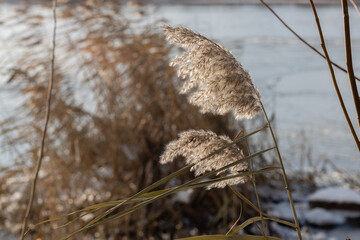 dry reed flower in the wind