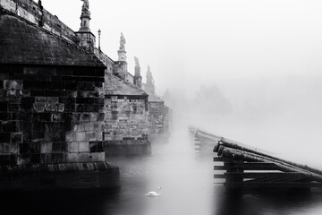 Charles bridge in the fog in the morning. Silhouettes. Swan in the foreground. Prague. Czech Republic.