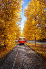 Tram in Prague is riding through the tunnel of autumn trees in autumn. Prague. Public transport.