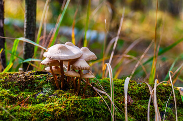 Family of Poisonous mushrooms. Close-up. Nature background in Ukrainian forest