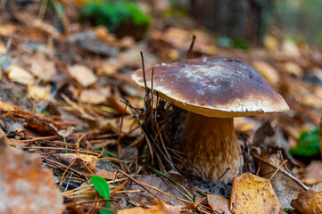 White mushroom in the Ukrainian forest. White mushroom closeup. Mushroom in forest