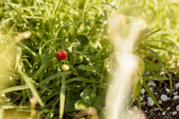 Fraise dans le potager