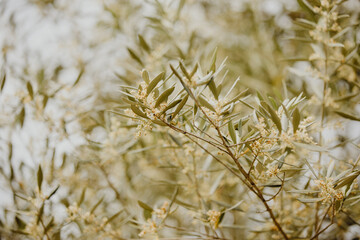 Gros plan sur les feuilles et branches de l'olivier