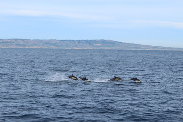 Obraz premium dolphin