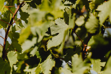 Gros plan sur les feuilles de vigne