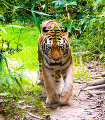 tiger in the jungle