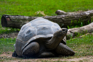 turtle on the grass