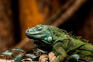 iguana on a tree
