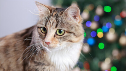 Cat sits on the background of Christmas lights. Cute Cat near the New Year tree with decoration. Kitten close-up. Merry Christmas. Pets. Shiny stars. Home pet. Kitten with Green Eyes. Holiday. Xmas