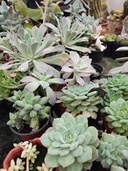 Echeveria succulent with water-filled rose-shaped leaves in a pot in a greenhouse among other potted succulents