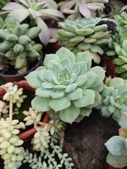 Echeveria succulent with water-filled rose-shaped leaves in a pot in a greenhouse among other potted succulents