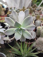 Echeveria succulent with water-filled rose-shaped leaves in a pot in a greenhouse among other potted succulents