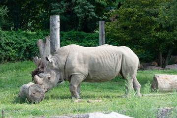 rhino in the zoo